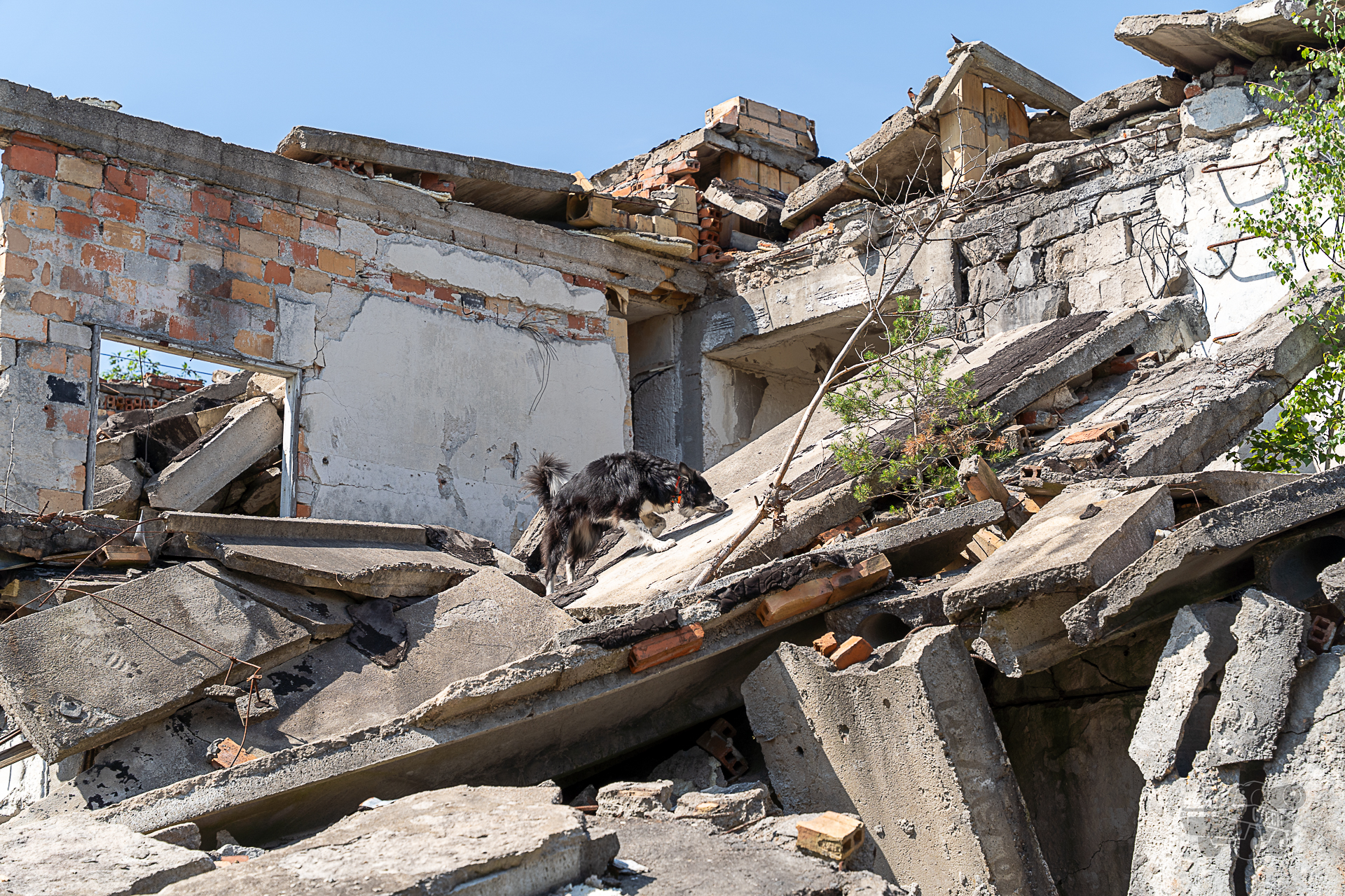 OSP JRS Wrocław, Psy Ratownicze - Gruzowiskowe